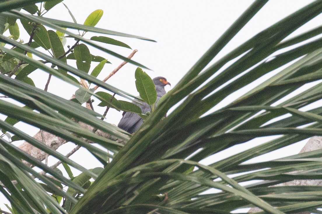 Slender-billed Kite - ML620257473