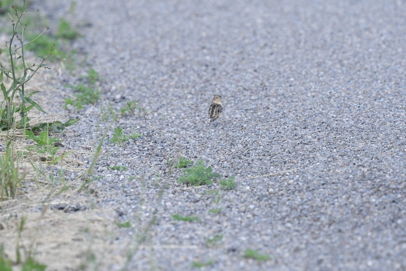 Grasshopper Sparrow - ML620257474