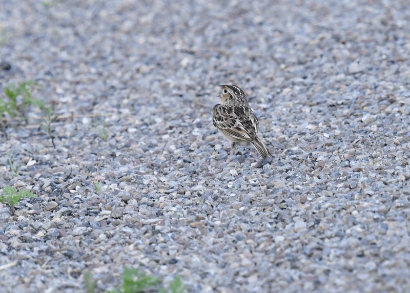 Grasshopper Sparrow - ML620257475