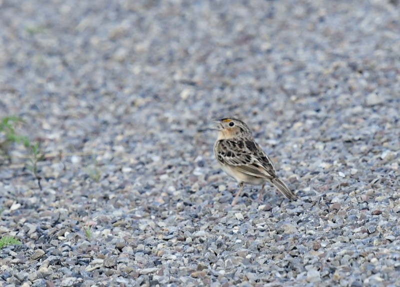 Grasshopper Sparrow - ML620257476