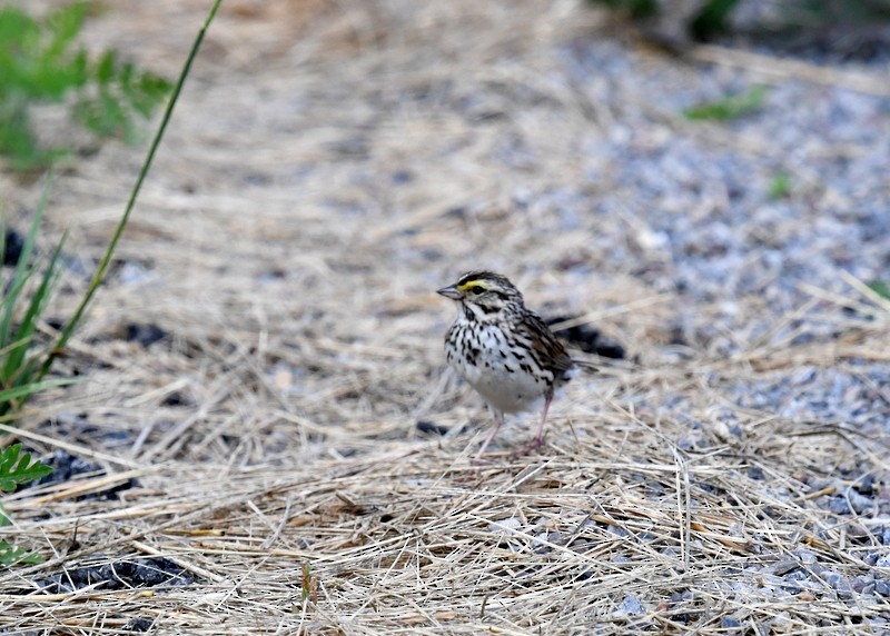 Savannah Sparrow - ML620257481