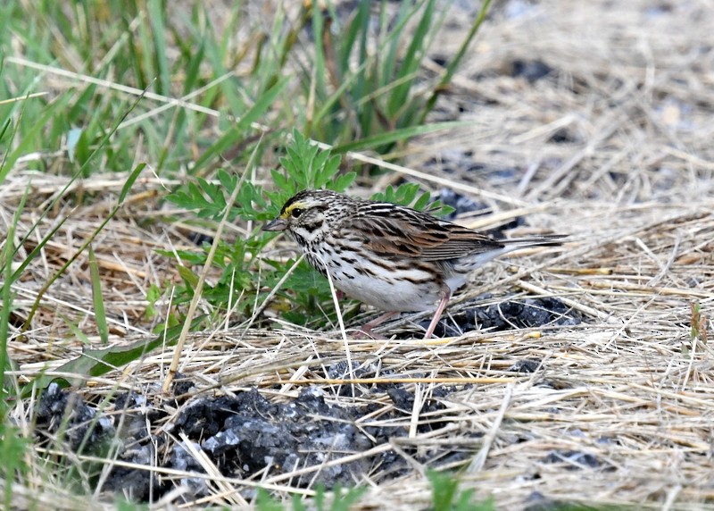 Savannah Sparrow - ML620257482