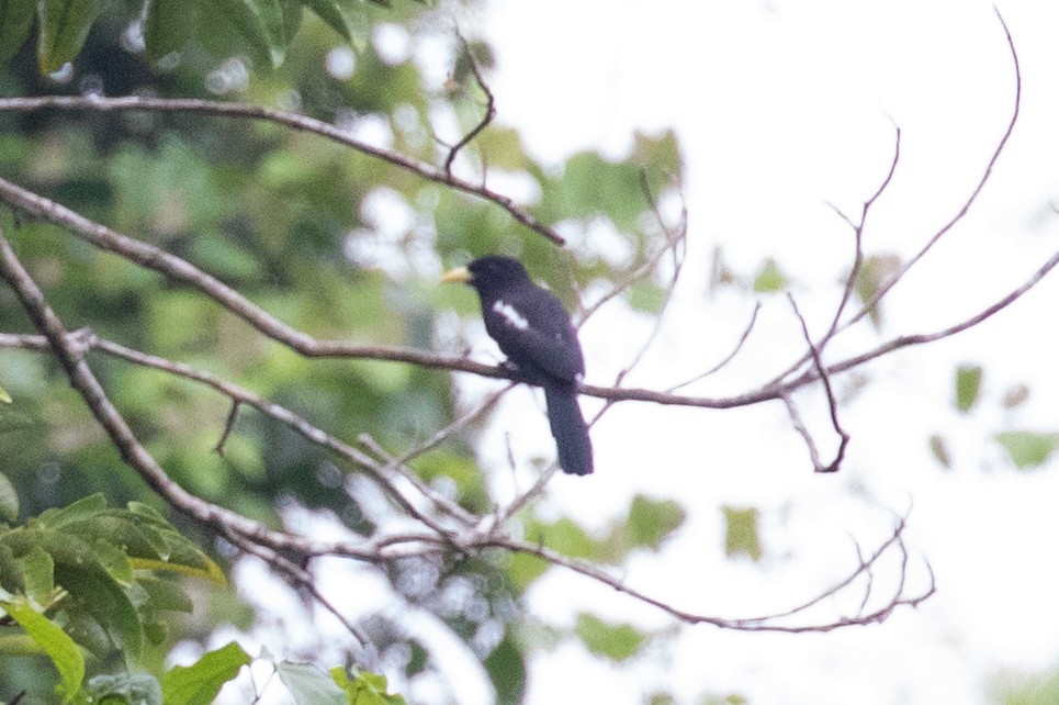 Yellow-billed Nunbird - ML620257489