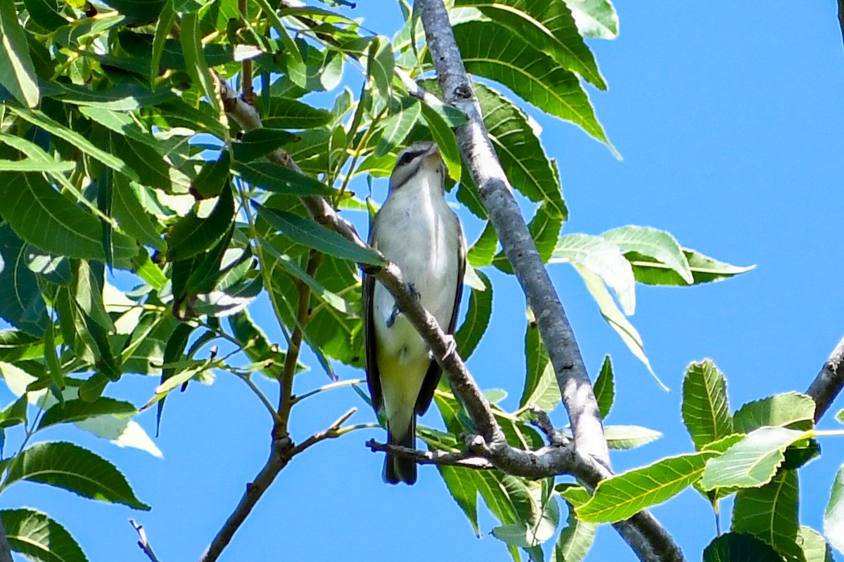 Black-whiskered Vireo - Kaila Authement