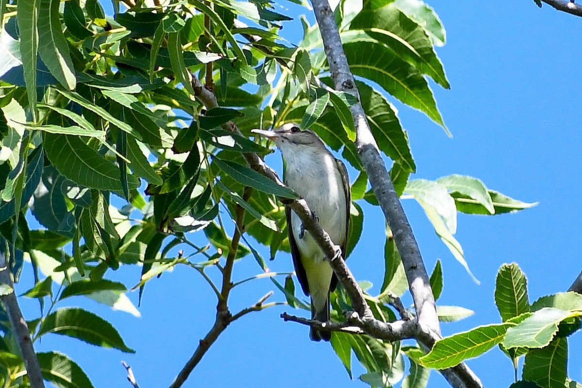 Black-whiskered Vireo - ML620257493