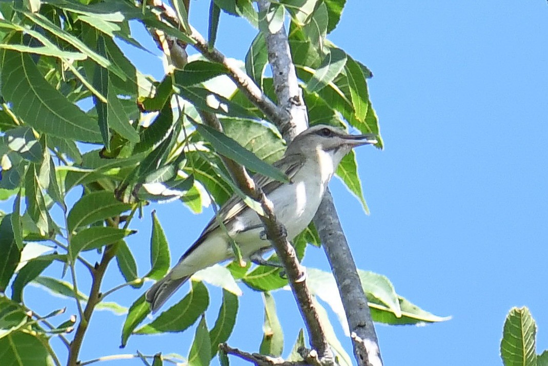 Vireo Bigotudo - ML620257494