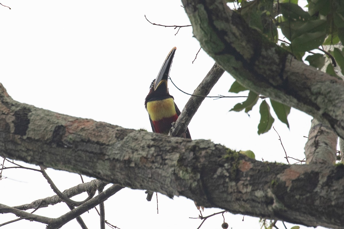 Chestnut-eared Aracari - ML620257498