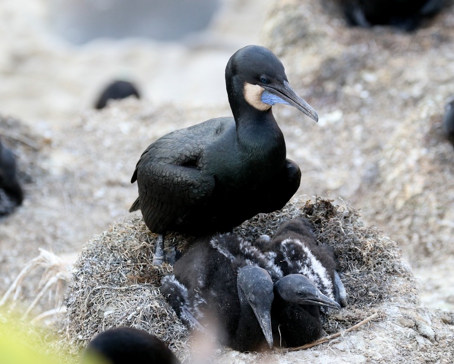 Brandt's Cormorant - ML620257501