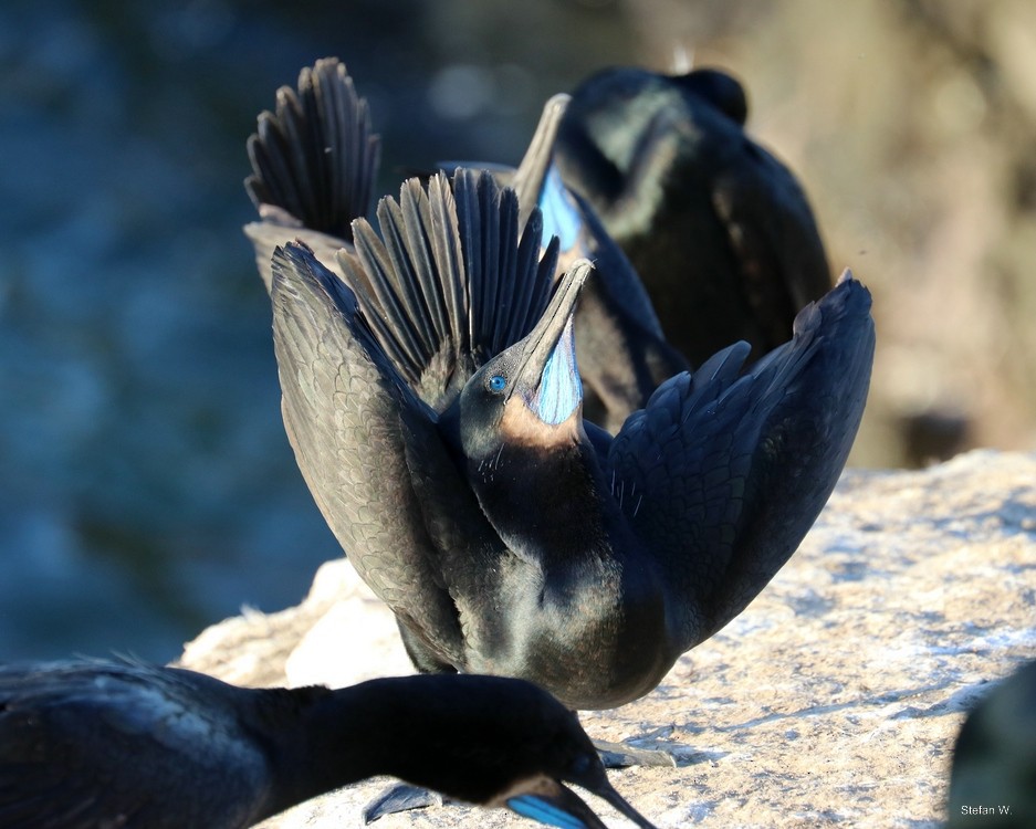 Brandt's Cormorant - ML620257502