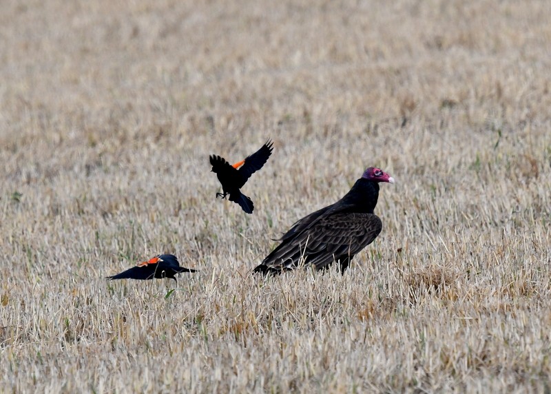 Turkey Vulture - ML620257505