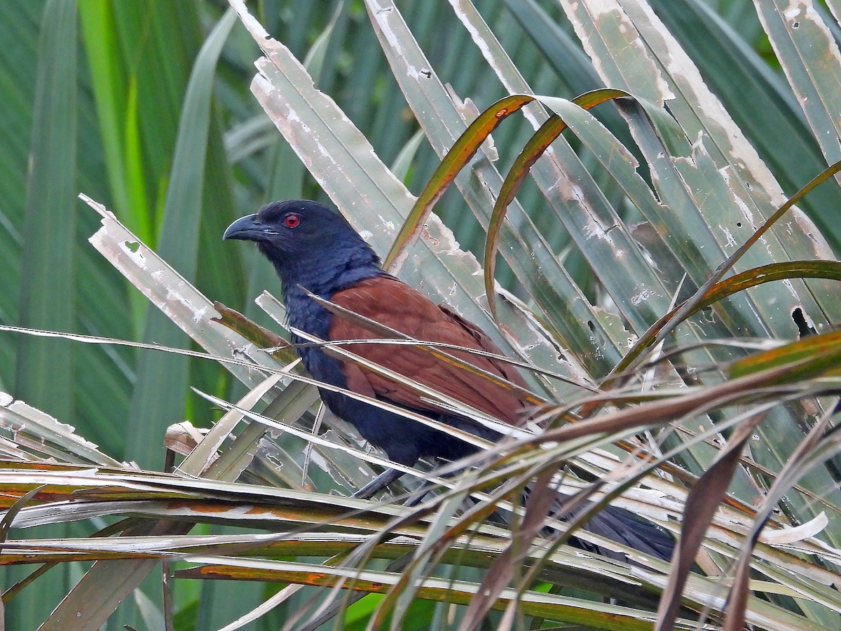 Greater Coucal - ML620257514