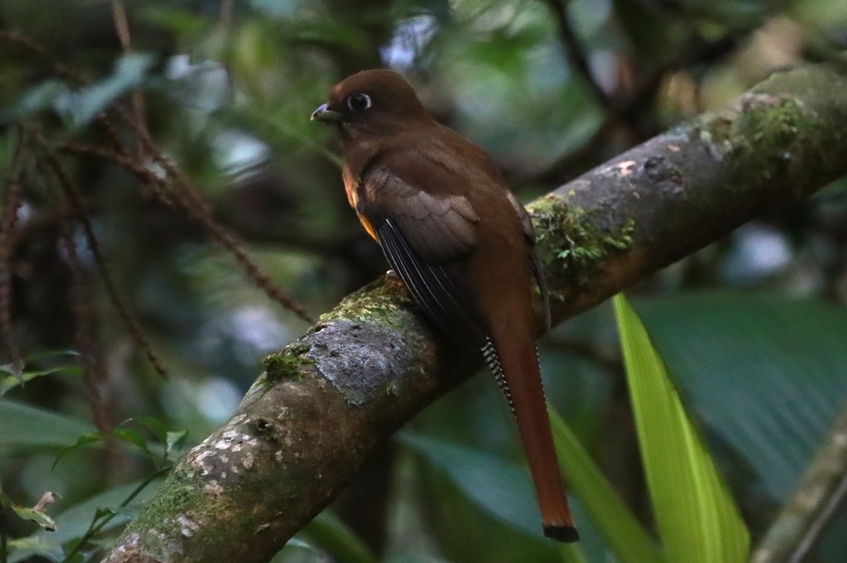 Atlantic Black-throated Trogon - João Paulo Durante