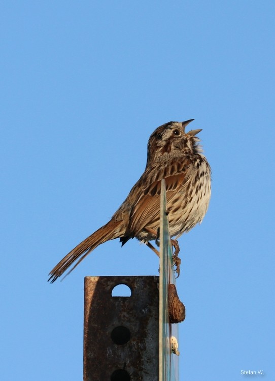 Song Sparrow - ML620257524