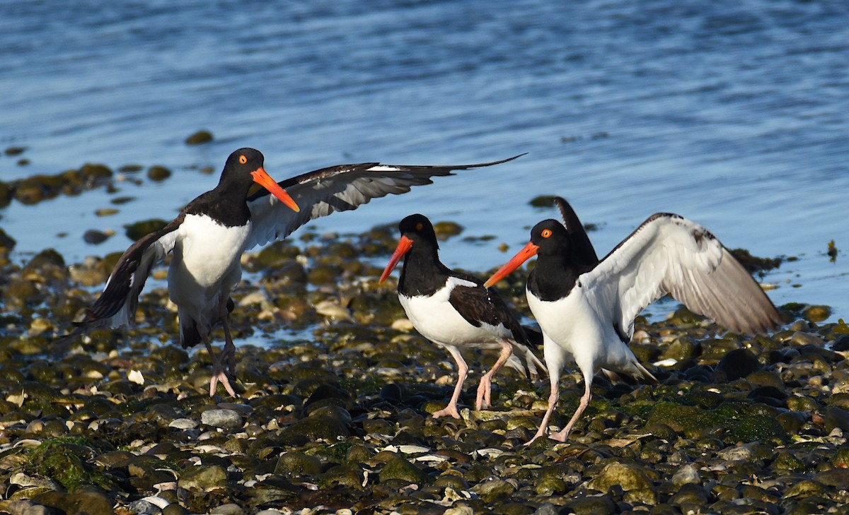 American Oystercatcher - ML620257525