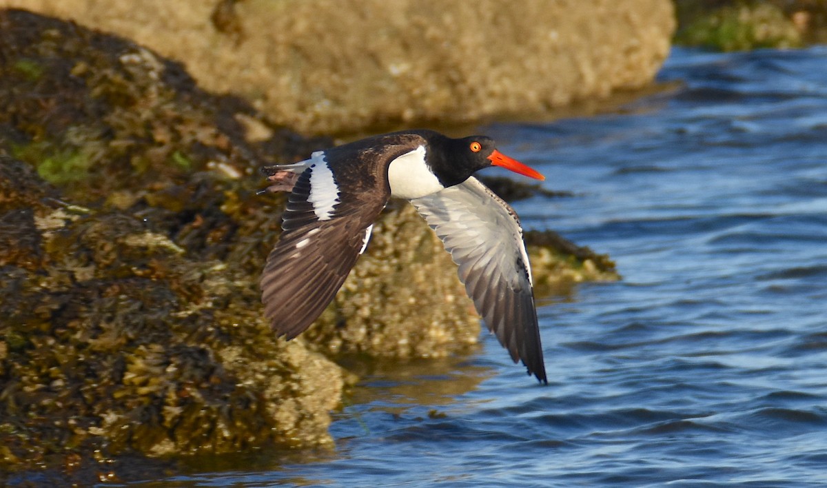 American Oystercatcher - ML620257527