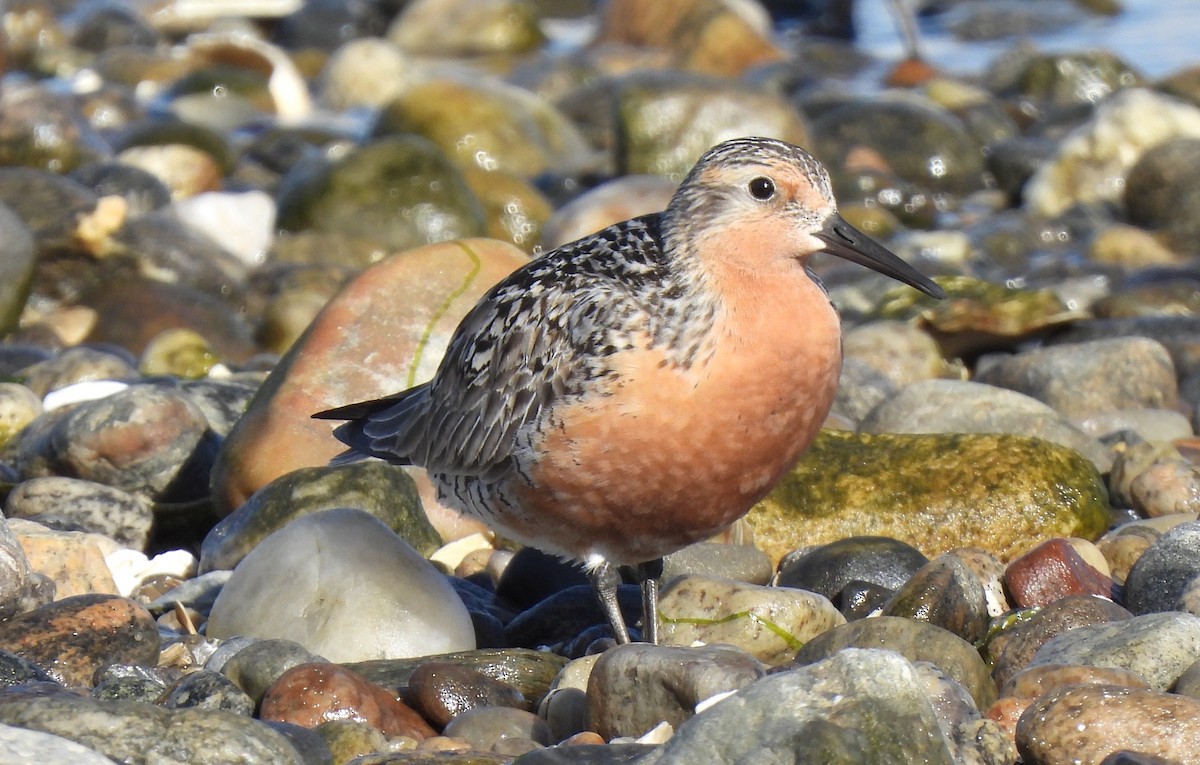 Red Knot - ML620257531