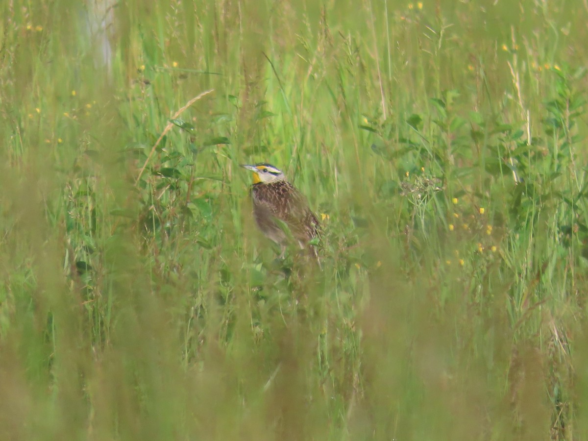 Eastern Meadowlark - ML620257536