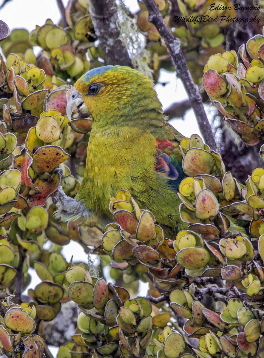 Indigo-winged Parrot - ML620257539