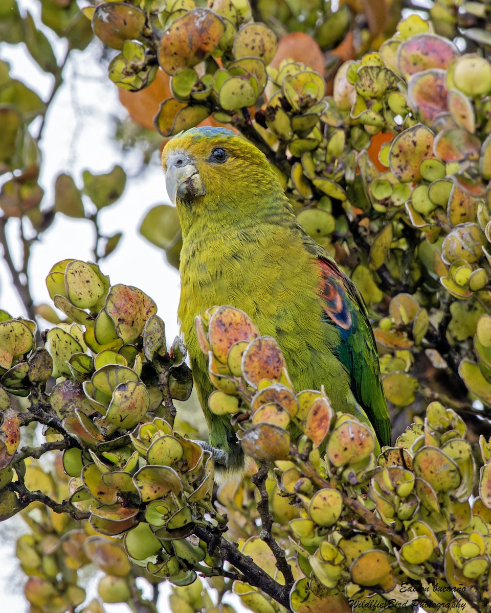 Indigo-winged Parrot - ML620257540