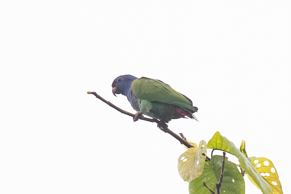 Blue-headed Parrot (Blue-headed) - ML620257543