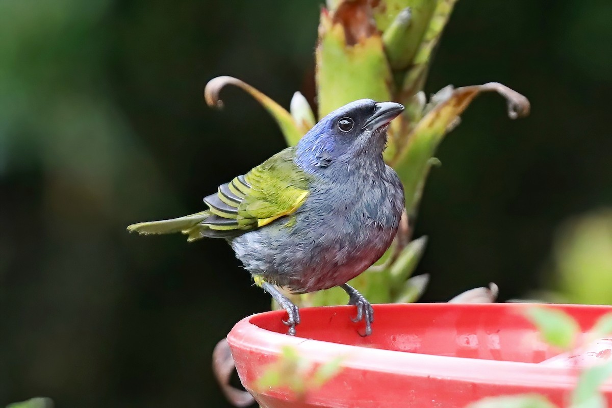 Blue-capped Tanager - ML620257548