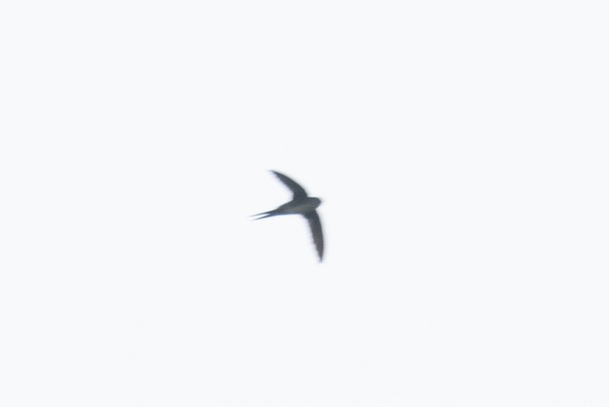 Fork-tailed Palm Swift - ML620257549