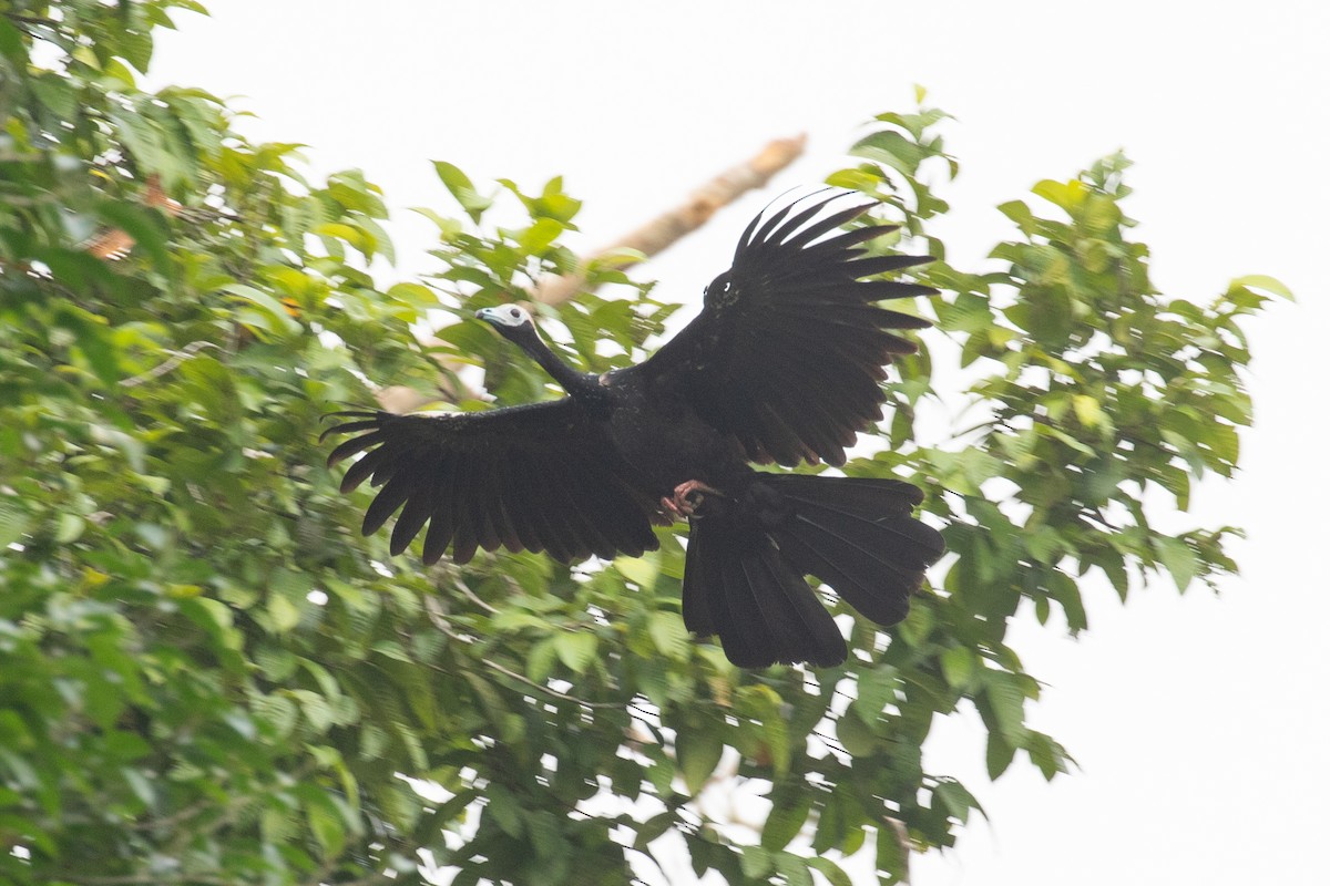 Blue-throated Piping-Guan - ML620257555