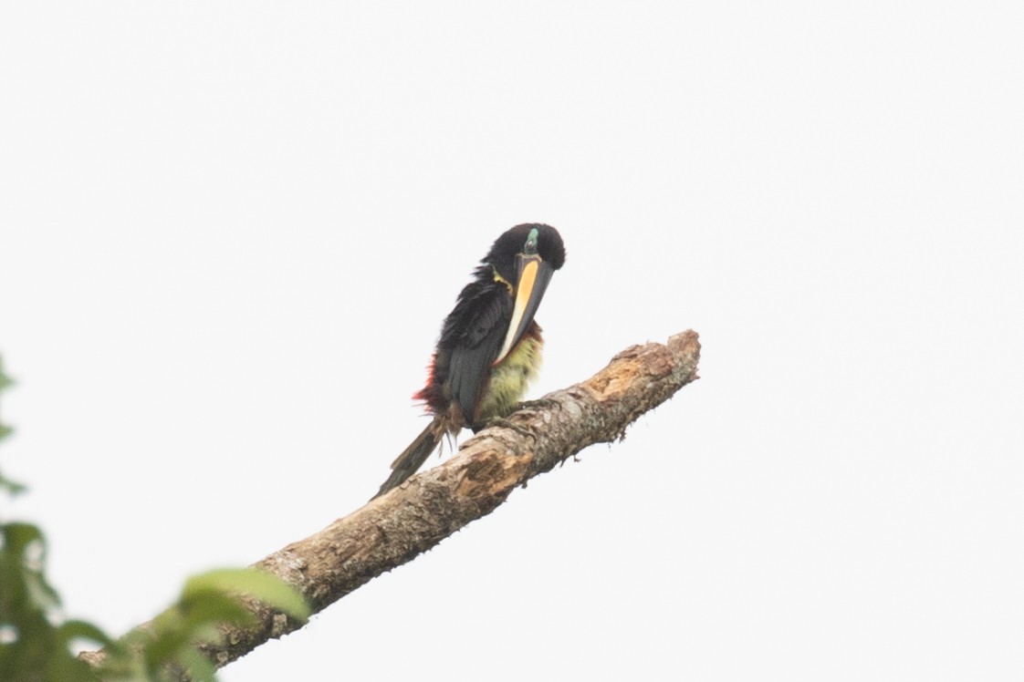 Chestnut-eared Aracari - ML620257568