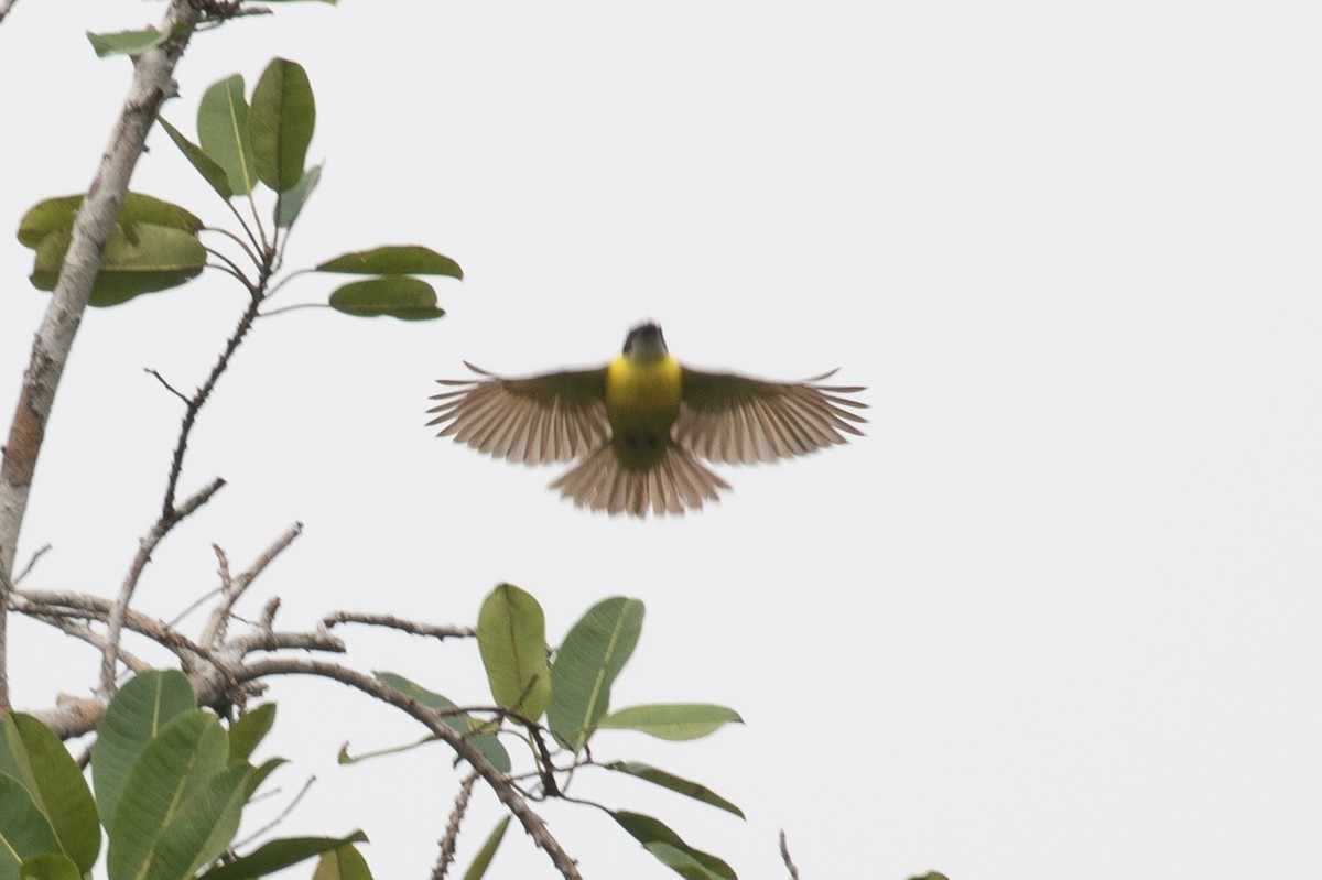 Gray-capped Flycatcher - ML620257576