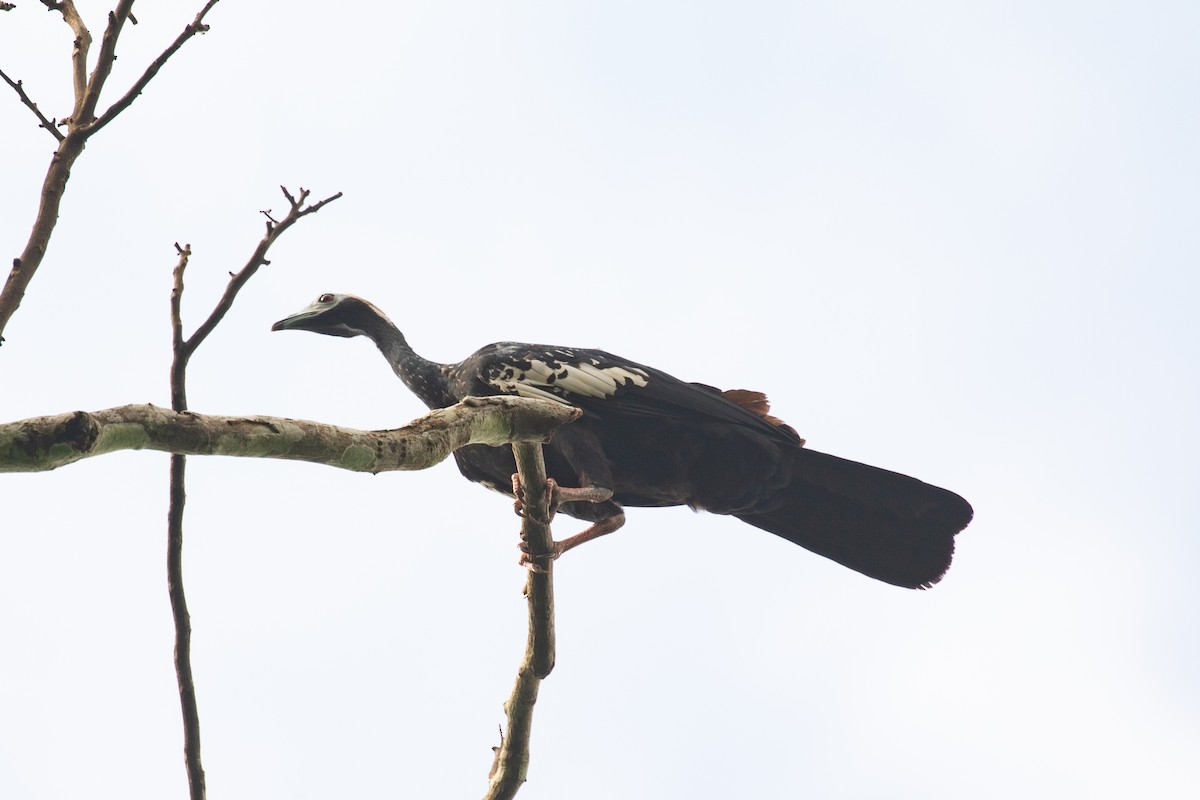 Blue-throated Piping-Guan - ML620257583