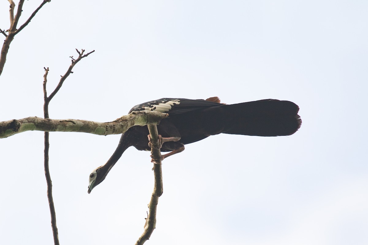 Blue-throated Piping-Guan - Xiaoni Xu