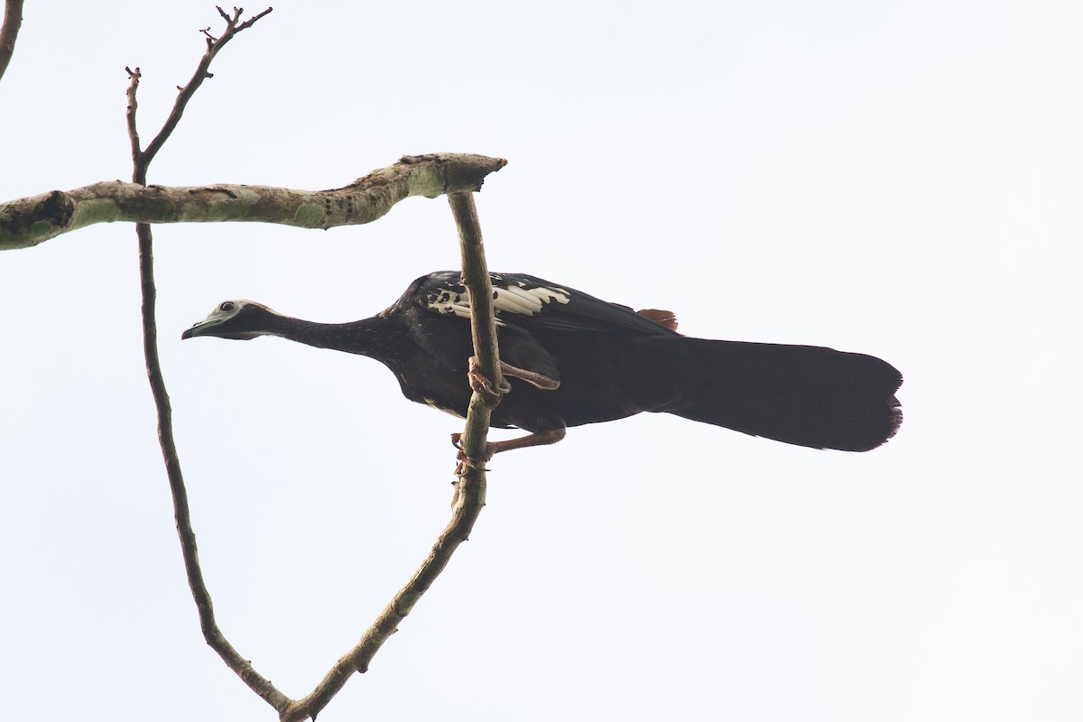 Blue-throated Piping-Guan - ML620257585