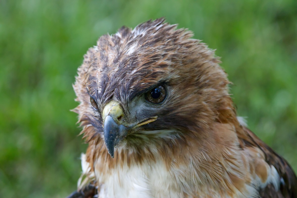 Red-tailed Hawk - ML620257587