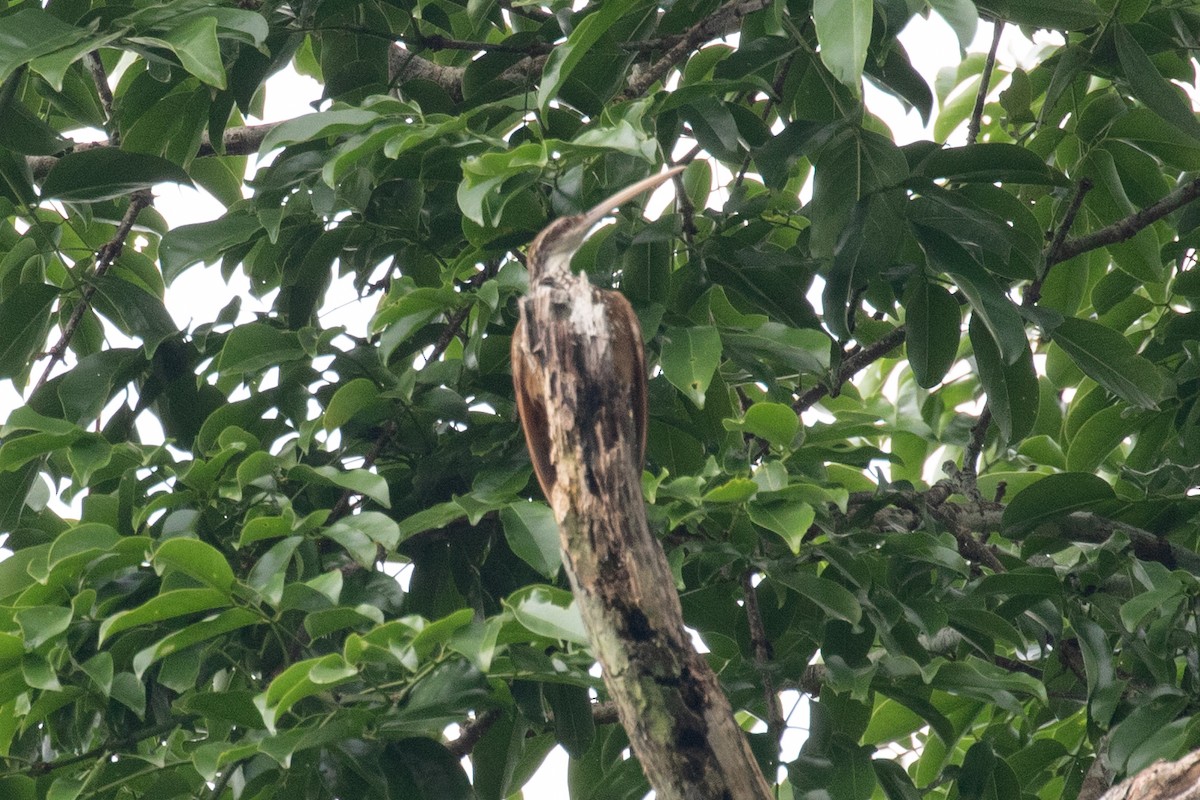 Long-billed Woodcreeper - ML620257588