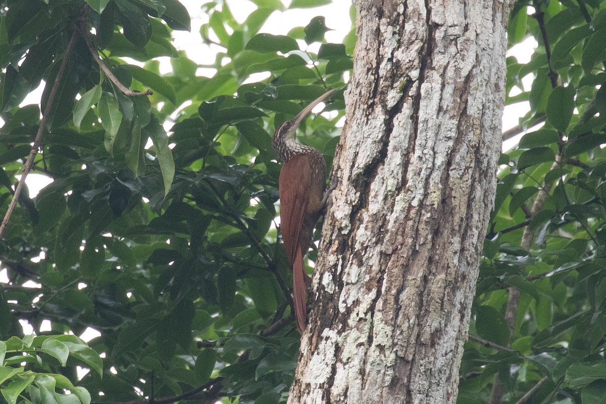 Long-billed Woodcreeper - ML620257589