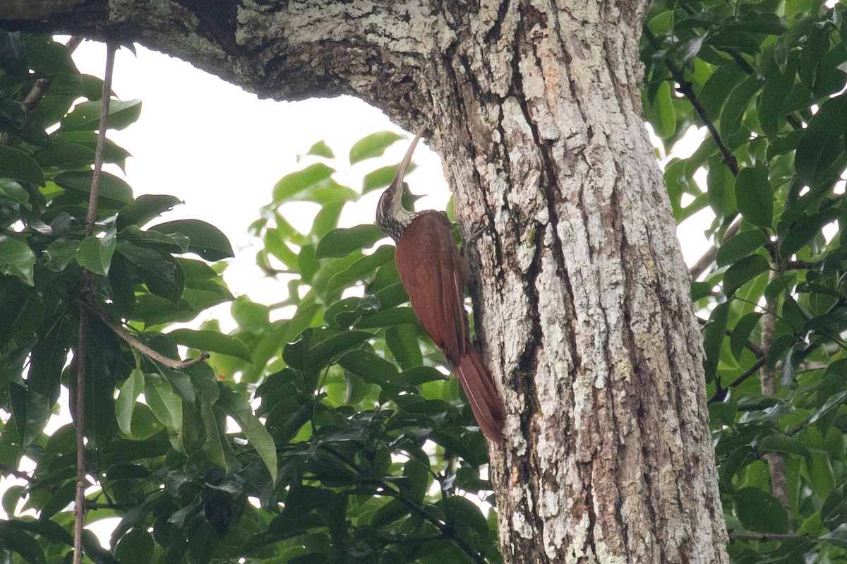 Long-billed Woodcreeper - ML620257592