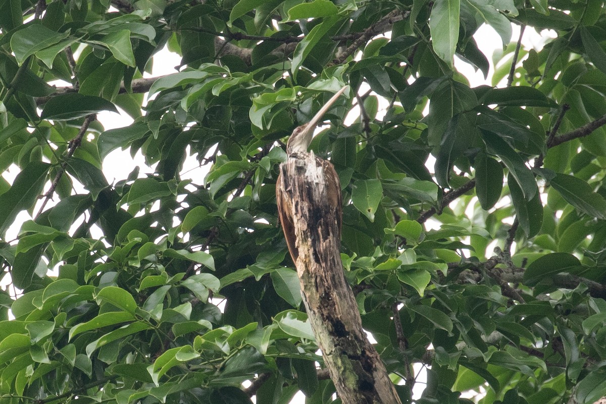 Long-billed Woodcreeper - ML620257593