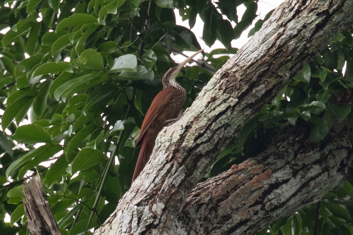 Long-billed Woodcreeper - ML620257594