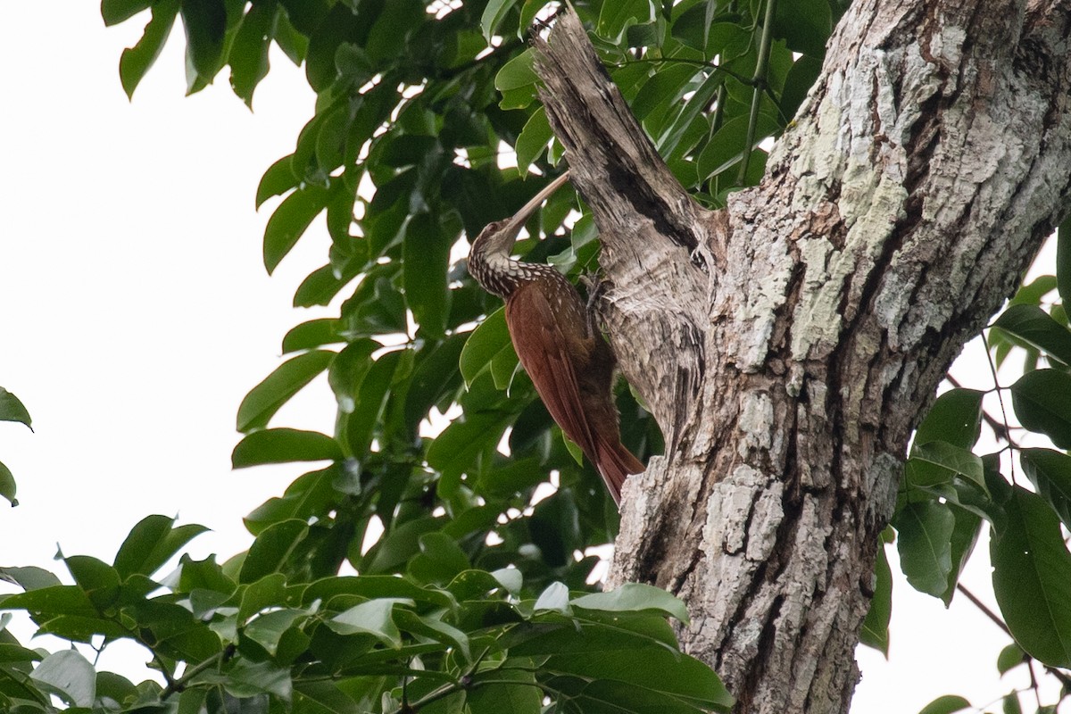 Long-billed Woodcreeper - ML620257595