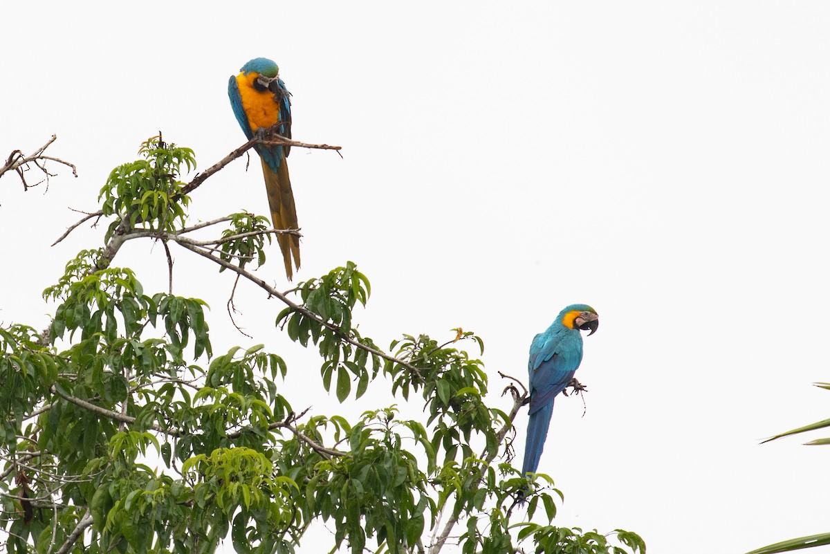 Blue-and-yellow Macaw - ML620257598