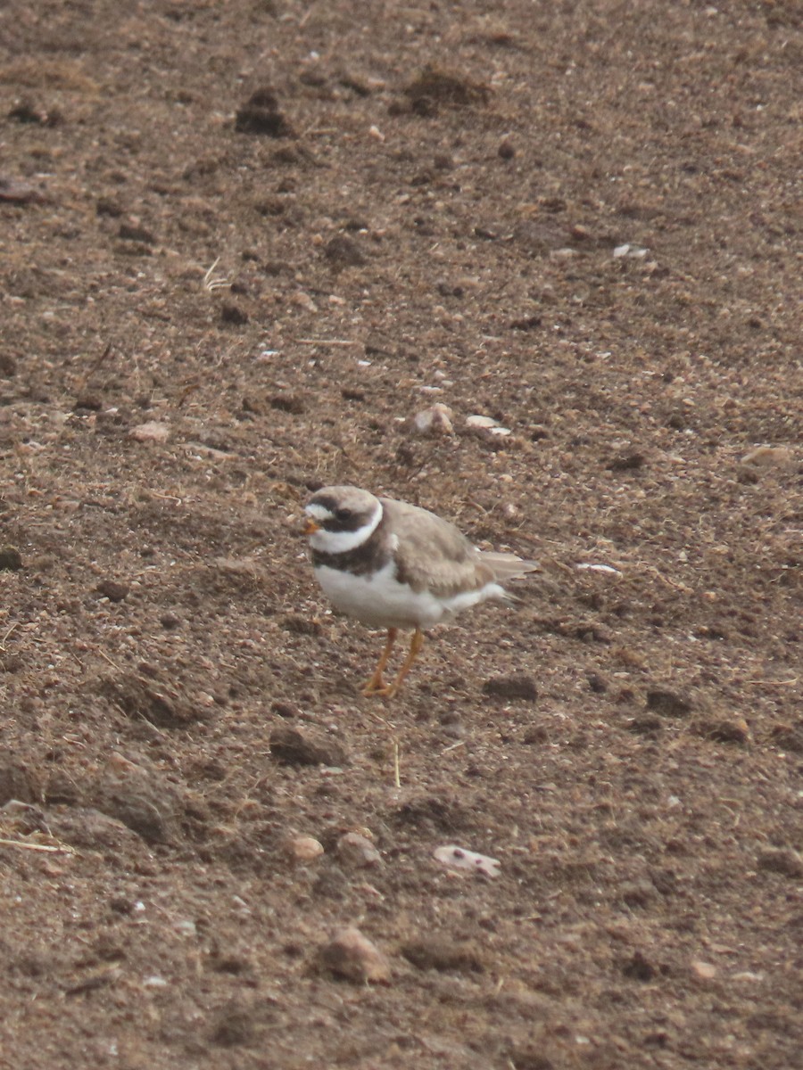 Common Ringed Plover - ML620257599