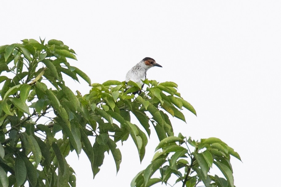 Black-tailed Tityra (Western) - ML620257603