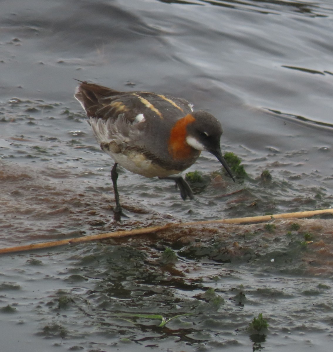 Red-necked Phalarope - ML620257611