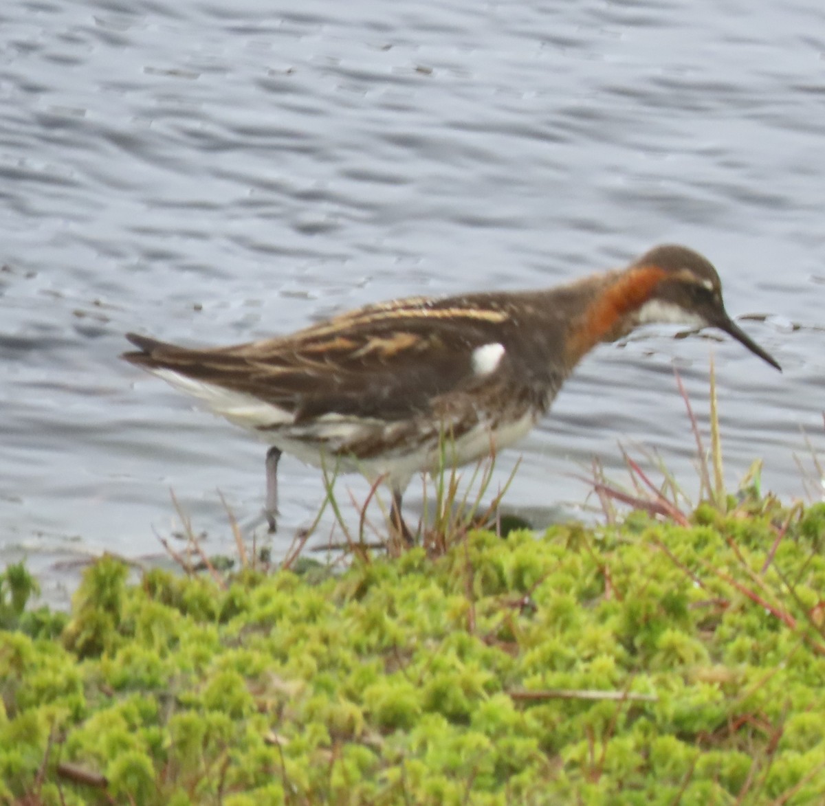 Red-necked Phalarope - Patsy & Tom Inglet