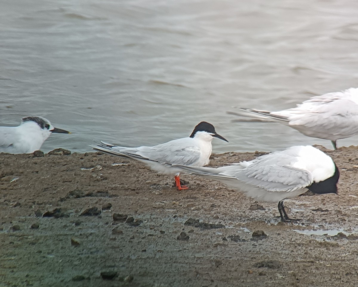 Roseate Tern - Rob Harvey