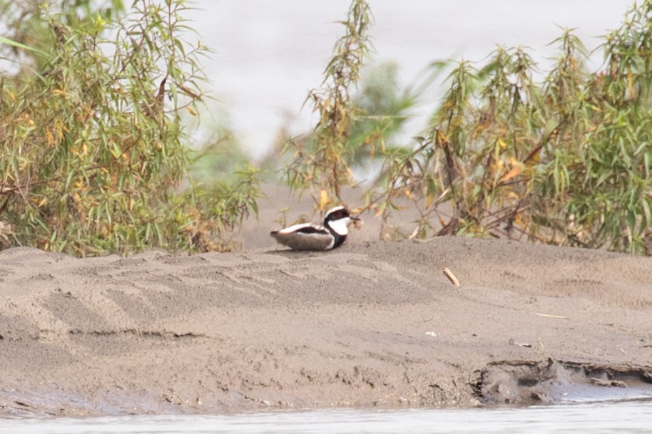 Pied Plover - ML620257623