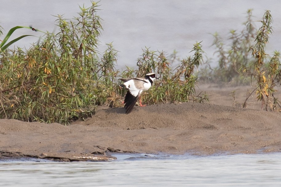 Pied Plover - ML620257624