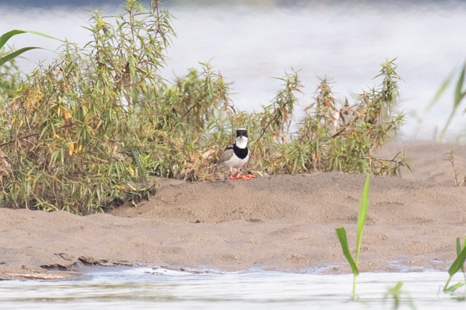 Pied Plover - ML620257625