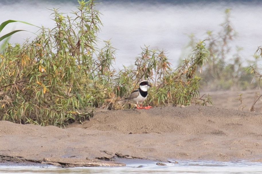 Pied Plover - ML620257626