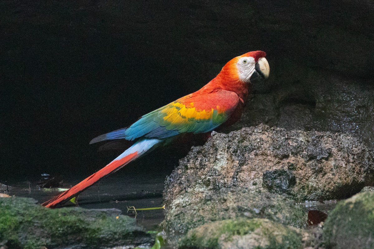 Scarlet Macaw - ML620257630